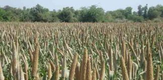 हरियाणा सरकार तुरन्त बाजरा एमएसपी पर खरीदे व भावान्तर के तहत क्षतिपूर्ति करे – जय किसान आंदोलन