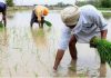 पंजाब में भूजल स्तर में तेजी से गिरावट देश की खाद्य सुरक्षा के लिए बड़ा संकट