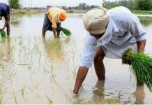 पंजाब में भूजल स्तर में तेजी से गिरावट देश की खाद्य सुरक्षा के लिए बड़ा संकट