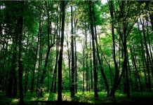 अनुसूचित जनजाति आयोग ने की मांग : वन संरक्षण के नए नियमों पर रोक लगे