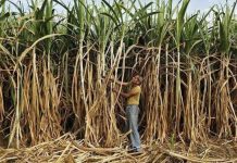 कर्नाटक में गन्ना किसानों का आंदोलन जारी