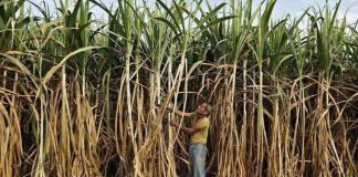 कर्नाटक में गन्ना किसानों का आंदोलन जारी