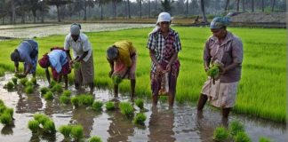 कृषि मजदूरों की मजदूरी में हुई मामूली बढ़ोतरी का महंगाई ने किया सफाया