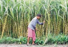 हरियाणा में गन्ना मूल्य तय करने में देरी, किसान संगठनों ने किया आंदोलन का फैसला