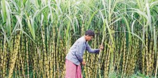 हरियाणा में गन्ना मूल्य तय करने में देरी, किसान संगठनों ने किया आंदोलन का फैसला