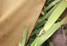 इंदौर में हजारों हेक्टेयर गेहूं की फसल पर इल्ली का हमला, फसल खराब होने से परेशान हैं किसान