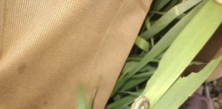 इंदौर में हजारों हेक्टेयर गेहूं की फसल पर इल्ली का हमला, फसल खराब होने से परेशान हैं किसान