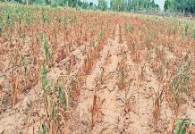 प्रधानमंत्री फसल बीमा योजना के क्लेम में 48 फीसदी की गिरावट, कंपनियां हो रहीं मालामाल