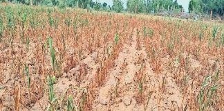 प्रधानमंत्री फसल बीमा योजना के क्लेम में 48 फीसदी की गिरावट, कंपनियां हो रहीं मालामाल