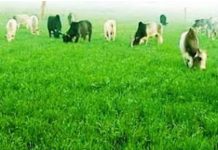 छुट्टा पशुओं से फसलों को बचाने के लिए खेतों में रात बिताने को मजबूर उप्र के किसान