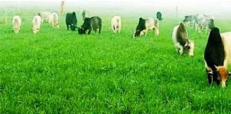 छुट्टा पशुओं से फसलों को बचाने के लिए खेतों में रात बिताने को मजबूर उप्र के किसान