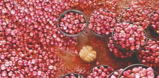 प्याज की कीमतों में गिरावट से क्षुब्ध किसानों ने नासिक में नीलामी रोकी