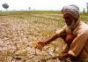 हिमाचल में बारिश की कमी से रबी की 15-30 फीसद फसल बर्बाद