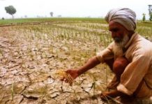 हिमाचल में बारिश की कमी से रबी की 15-30 फीसद फसल बर्बाद