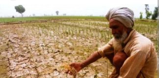 हिमाचल में बारिश की कमी से रबी की 15-30 फीसद फसल बर्बाद