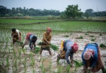अगले 27 वर्षों में जलवायु आपदाओं का शिकार होंगे भारत के 95 फीसदी छोटे किसान : रिपोर्ट