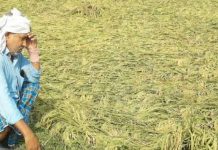 बेमौसम बारिश और ओलावृष्टि से हुए नुकसान की भरपाई के लिए रायबरेली में किसानों ने सौंपा ज्ञापन