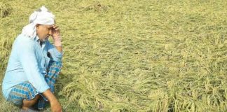 बेमौसम बारिश और ओलावृष्टि से हुए नुकसान की भरपाई के लिए रायबरेली में किसानों ने सौंपा ज्ञापन