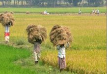 कृषि में भी लैंगिक असमानता; कमाई में महिलाएं पुरुषों से पीछे