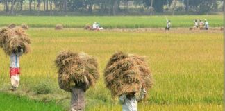 कृषि में भी लैंगिक असमानता; कमाई में महिलाएं पुरुषों से पीछे