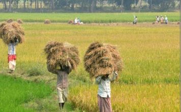 कृषि में भी लैंगिक असमानता; कमाई में महिलाएं पुरुषों से पीछे