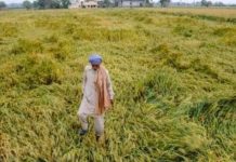 किसान बेहाल मगर फसल बीमा कंपनियां हो रहीं मालामाल