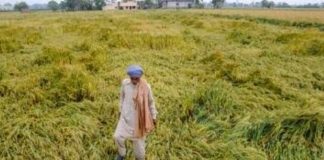 किसान बेहाल मगर फसल बीमा कंपनियां हो रहीं मालामाल