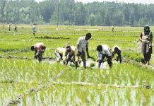 खेती को लाभकारी बना दिया जाए तो वह पूरी अर्थव्यवस्था के लिए संकटमोचक हो सकती है