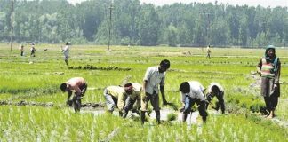 खेती को लाभकारी बना दिया जाए तो वह पूरी अर्थव्यवस्था के लिए संकटमोचक हो सकती है