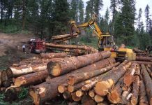 वन के व्यापार में बेदखल होते आदिवासी