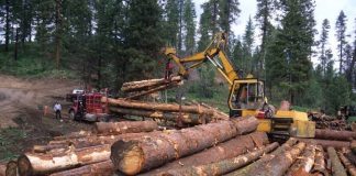 वन के व्यापार में बेदखल होते आदिवासी