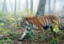 वन्य जीवन : जंगलराज में सभ्यता