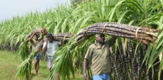 गन्ना भुगतान में देरी को लेकर किसानों में आक्रोश, जल्द आंदोलन की चेतावनी