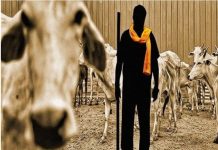 हरियाणा में गोरक्षा के नाम पर हो रही जबरन वसूली – किसानों का आरोप