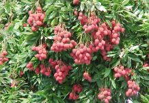 ग्लोबल वार्मिंग का असर फलों के स्वाद पर भी?