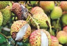 जलवायु परिवर्तन की चपेट में मुजफ्फरपुर की लीची