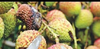 जलवायु परिवर्तन की चपेट में मुजफ्फरपुर की लीची