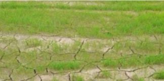 पूर्वांचल में सूखे की आहट से डरे किसान