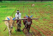 फसल बीमा योजना के स्कैल ऑफ फाइनेंस की दरें घटाएं जाने से किसानों में आक्रोश