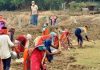 वित्त वर्ष 2022-23 में मनरेगा से 5 करोड़ से अधिक श्रमिकों के नाम हटाए गए