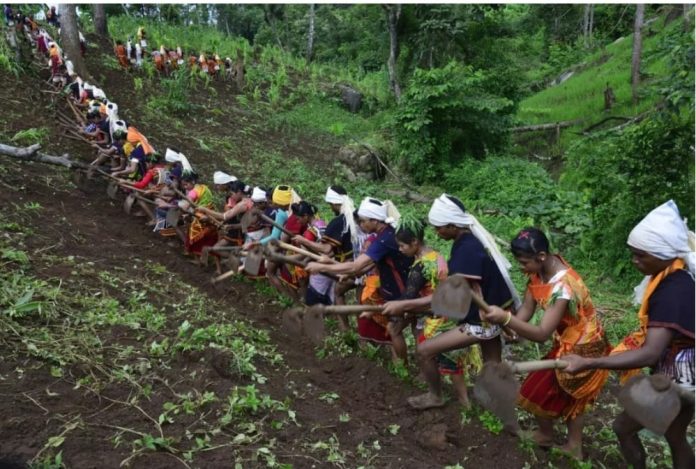 Nagaland Forest issue