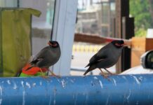 बढ़ते तापमान की वजह से शहरों में पक्षियों की विविधता में आ रही गिरावट