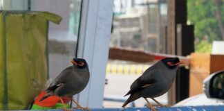 बढ़ते तापमान की वजह से शहरों में पक्षियों की विविधता में आ रही गिरावट