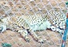 कूनो पालपुर में चीते क्यों मर रहे हैं?