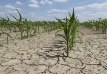 क्या 2023 एक सूखा वर्ष होगा?