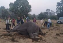 आखिरकार फंगस लगा कोदो हाथियों तक पहुंचा कैसे : अजय खरे