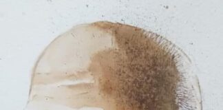 महात्मा गांधी से सवाल और उनके उत्तर Mahatma Gandhi