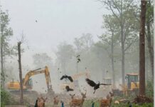 कांचा गाचीबोवली वनक्षेत्र के विनाश पर रोक