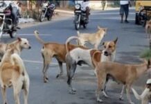 जी हाँ मै निराश्रित कुत्तों के साथ खडा हूँ – राकेश अचल