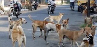 जी हाँ मै निराश्रित कुत्तों के साथ खडा हूँ – राकेश अचल